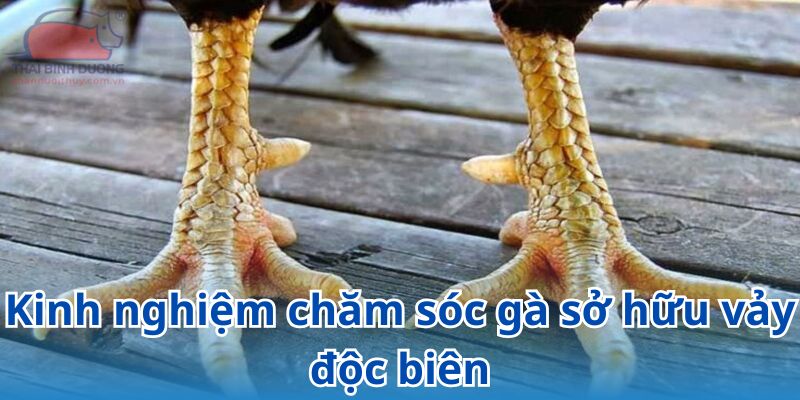 Bỏ túi kinh nghiệm chăm sóc chiến kê sở hữu vảy gà độc biên