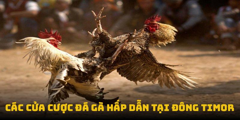 Các cửa cược đá gà hấp dẫn tại Đông Timor