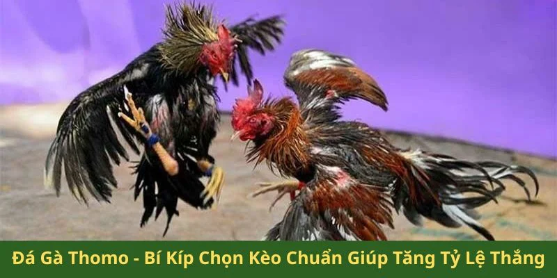 Đá gà Thomo