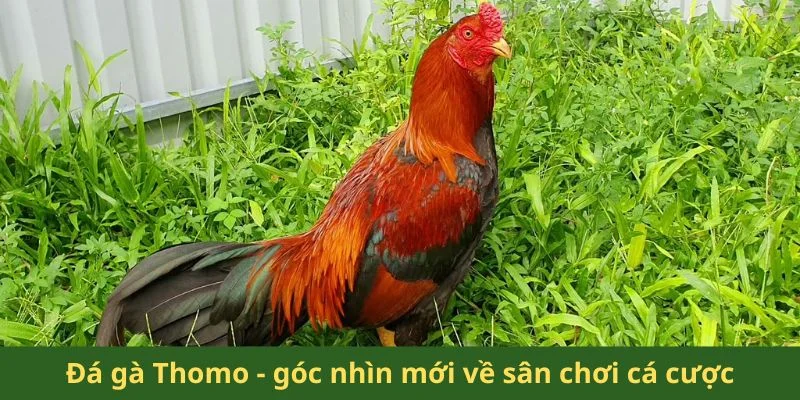 Đá gà Thomo - góc nhìn mới về sân chơi cá cược