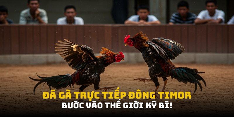 Đá gà trực tiếp Đông Timor