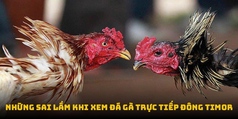 Những sai lầm khi xem đá gà trực tiếp Đông Timor