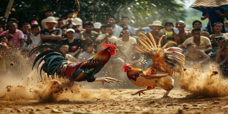 Sự hấp dẫn của casino đá gà trực tiếp hôm nay bạn nên biết