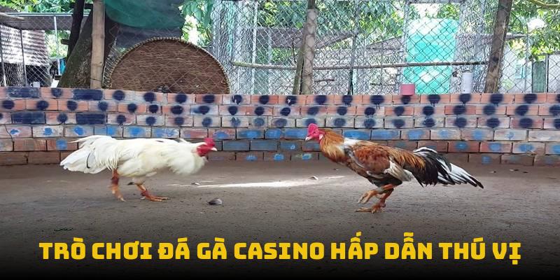 Trò chơi đá gà casino hấp dẫn thú vị