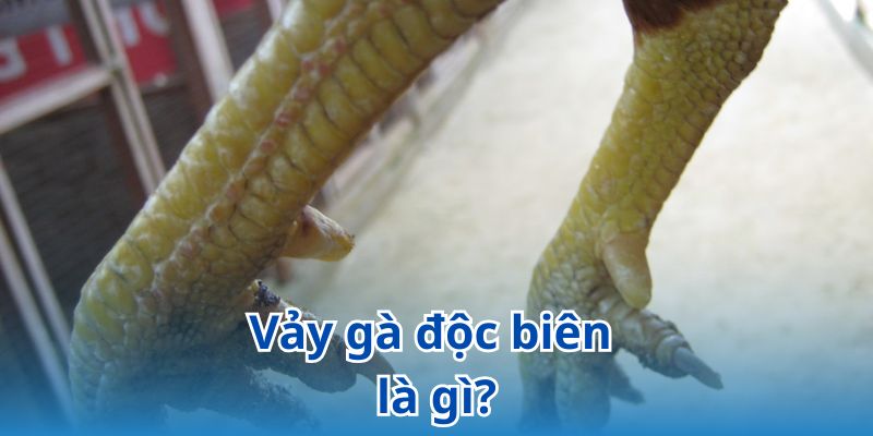 Vảy gà độc biên có giá trị cực kỳ cao