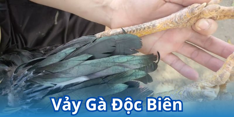 Vảy gà độc biên